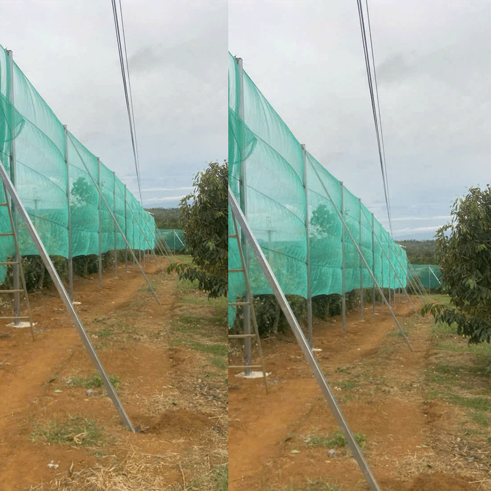 Lưới Chắn Gió Cho Cây Trồng Sầu Riêng