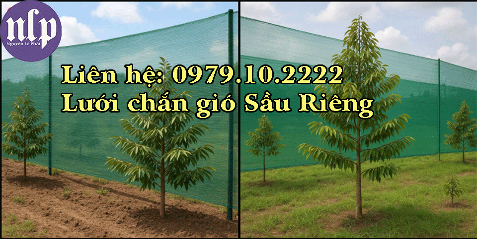 Lưới chắn gió cây trồng sầu riêng